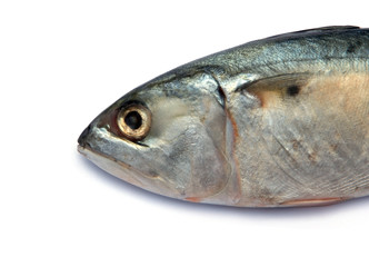 Fresh mackerel fish