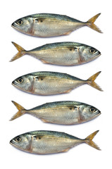 Fresh mackerel fish