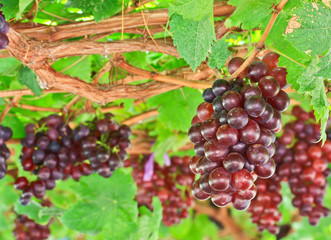 Red grapes