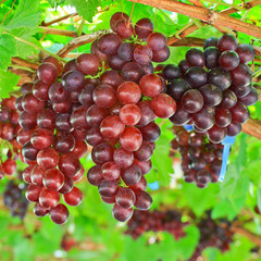 Red grapes