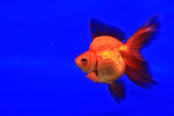 Fototapeta premium Goldfish in a glass cabinet