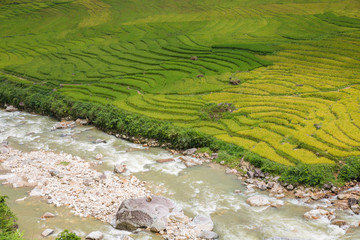 Rice plantation