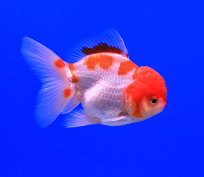 Goldfish in a glass cabinet