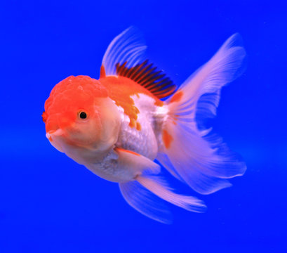 Goldfish in a glass cabinet