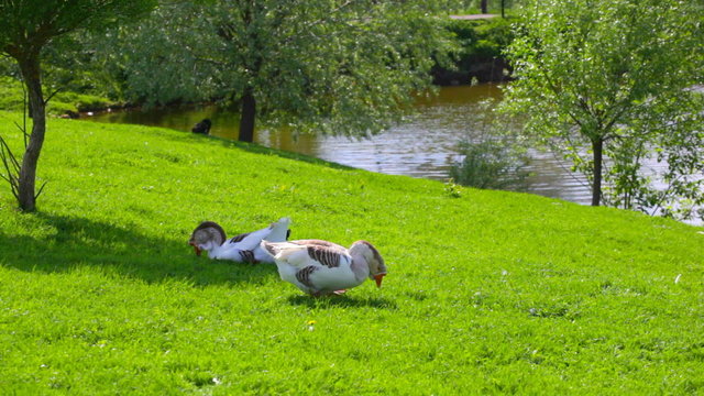 White geese are grazed on a green grass on the bank of a pond