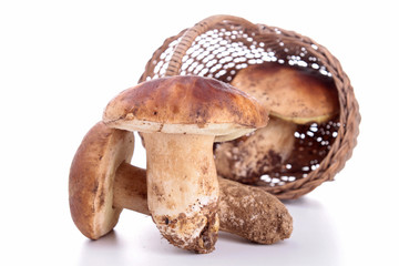 isolated edible mushrooms
