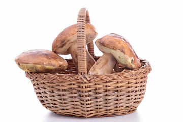isolated edible mushrooms