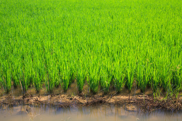 Obraz premium green rice field