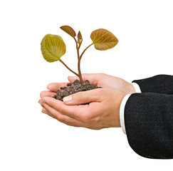 sapling in hands