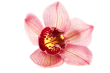 Fototapeta na wymiar Phalaenopsis Trivento