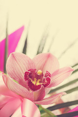 Fototapeta na wymiar orchid Orchidaceae