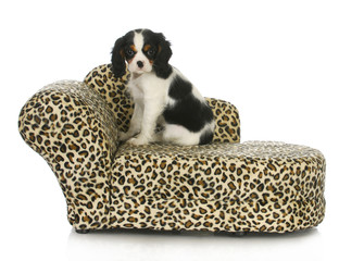 dog sitting on a dog bed