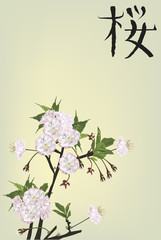 branch with light pink cherry flowers