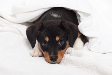 Little Dog on the Bed