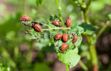 Colorado beetles larvae feeding on the potato leaf