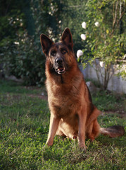 Berger Allemand assis