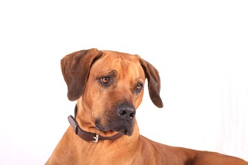 Obraz premium ridgeback im studio