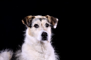 mischling berner sennen + jack russel terrier