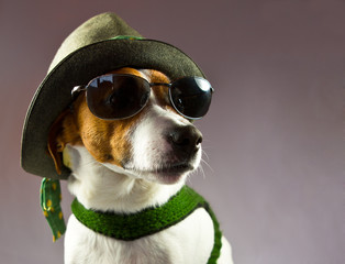 Jack-Russel-Terrier als Steirerbub