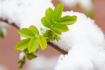 Leaves under the snow