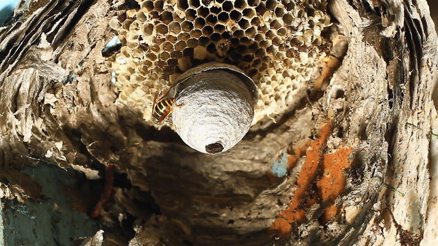 Wasps building a nest.