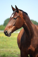Beautiful latvian breed bay horse