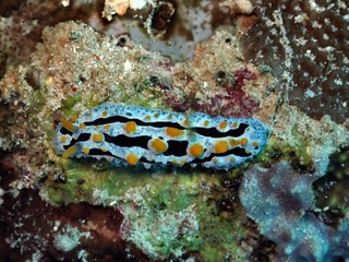nudibranch