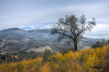 Obraz premium Olive Tree in a rural landscape