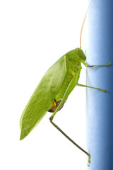 Green grasshopper
