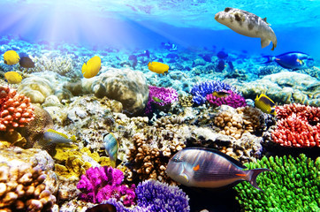 Obraz na płótnie Canvas Koral i ryby w Morzu Czerwonym. Egipt, Afryka.