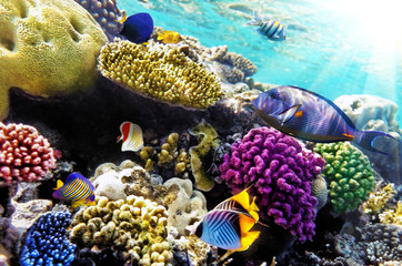 Coral and fish in the Red Sea.Egypt