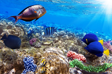Fototapeta premium Coral and fish in the Red Sea.Egypt