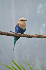 Blue-bellied Roller
