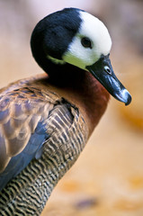 White-faced Whistling Duck