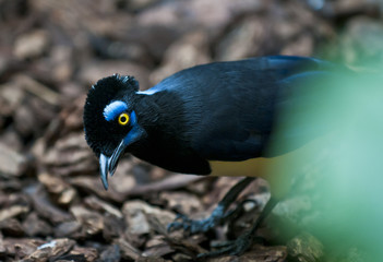 Plush-crested Jay