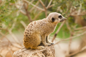 Suricato sobre un tronco viejo