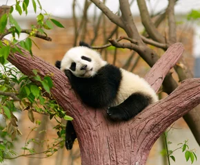 Door stickers Hospital Sleeping giant panda baby