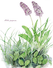 Orchis purpurea © donnadilanga