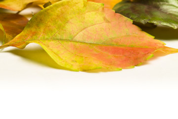Autumn (fall) colorfull leaves on white
