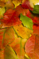 Autumn (fall) colorfull leaves on white