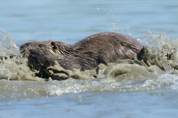 Nutria