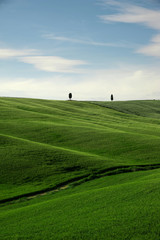 Naklejka premium Tuscany Cypresses