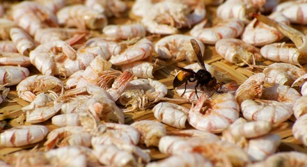 Wasp eat dried shrimp