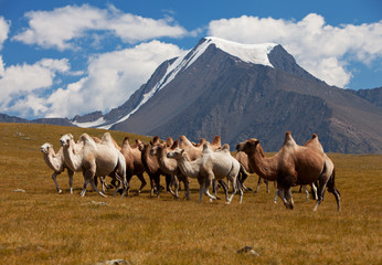 Herd camels against mountain. Altay mountains. Mongolia