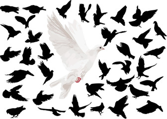 large set of doves on white