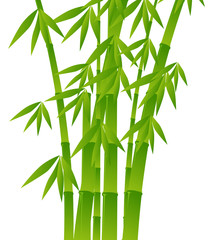 green bamboo plants on white background