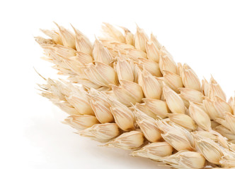 ear of wheat isolated on white