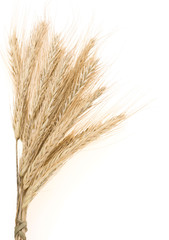 ear of rye bundle on white