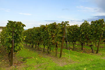 Fototapeta na wymiar winery garden