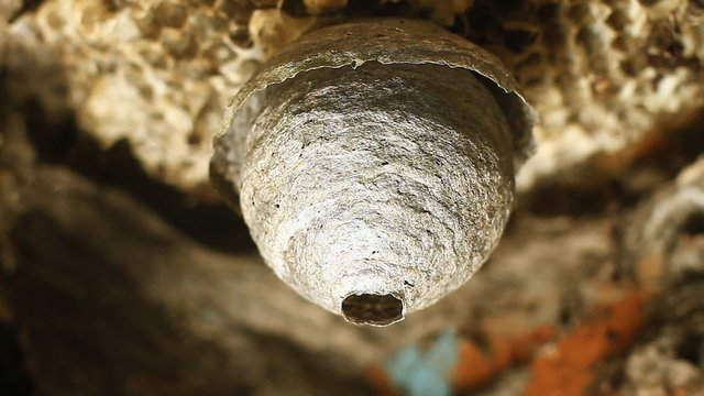 Wasp building nest.